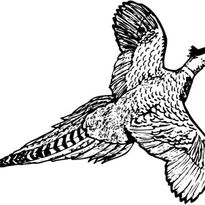 BIRD056 Thumbnail
