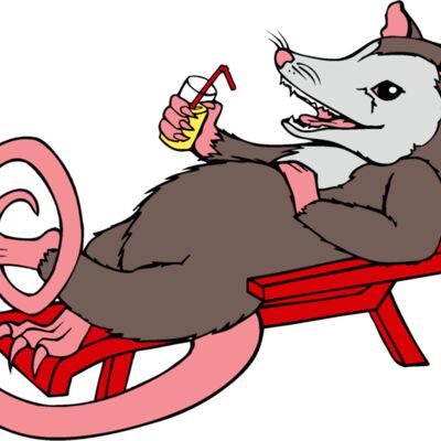 opossum kickback Thumbnail
