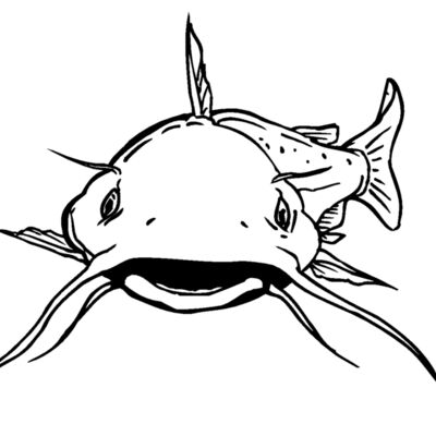 catfish1 Thumbnail