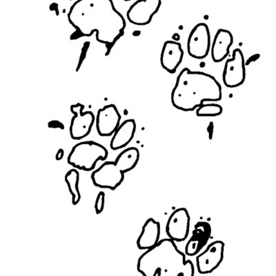 paw prints Thumbnail