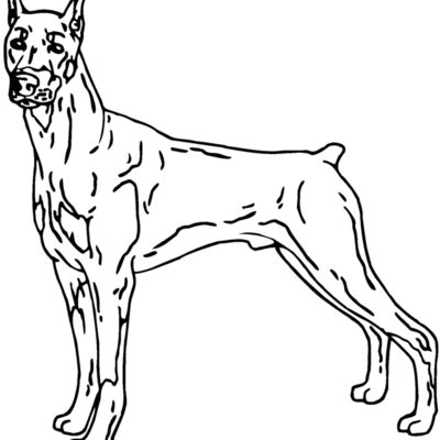 doberman03 Thumbnail