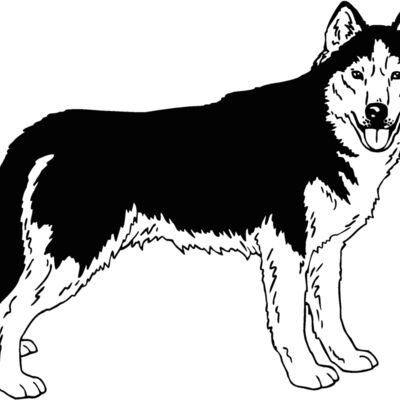 siberian husky 01 Thumbnail