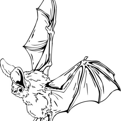 bat Thumbnail