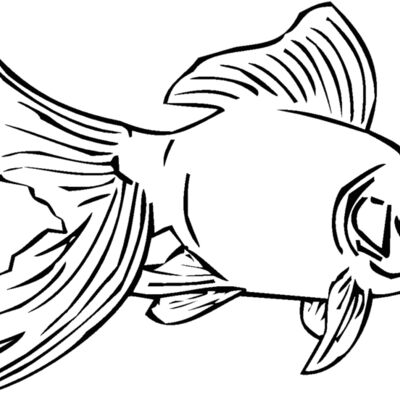 goldfish01 Thumbnail