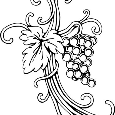 vineandgrape Thumbnail