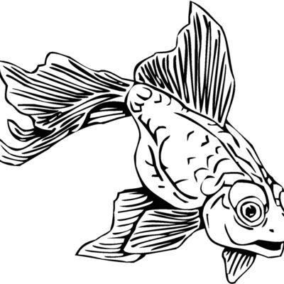 goldfish02 Thumbnail