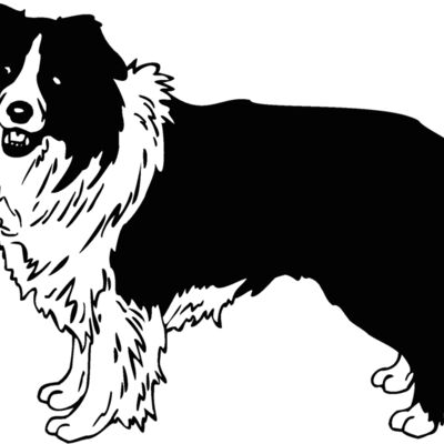 border collie Thumbnail