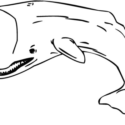 whale Thumbnail
