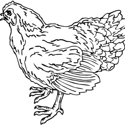 hen Thumbnail