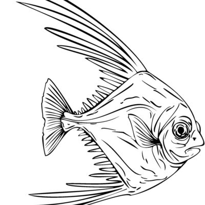 african pompano Thumbnail