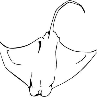 eagleray01 Thumbnail