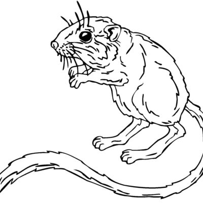 kangaroo mouse Thumbnail