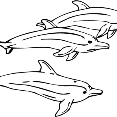 dolphins01 Thumbnail