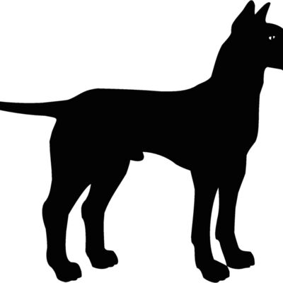 manchester terrier Thumbnail