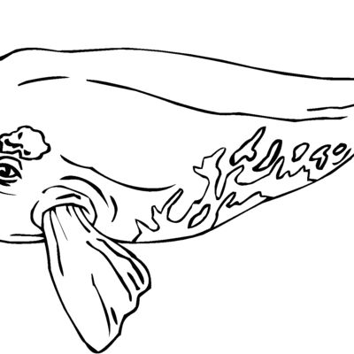 baleen whale Thumbnail