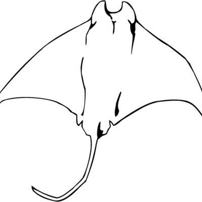 mantaray01 Thumbnail