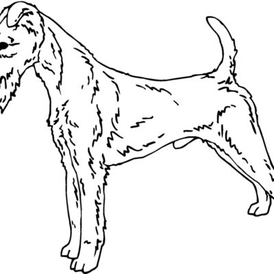 irish terrier Thumbnail