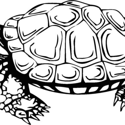 turtle Thumbnail