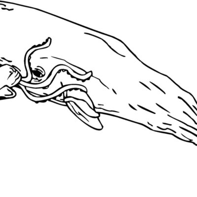 sperm whale Thumbnail