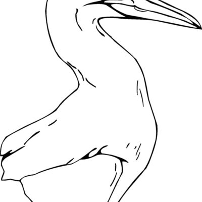 northern crane Thumbnail