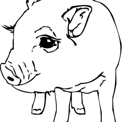 potbellypig Thumbnail