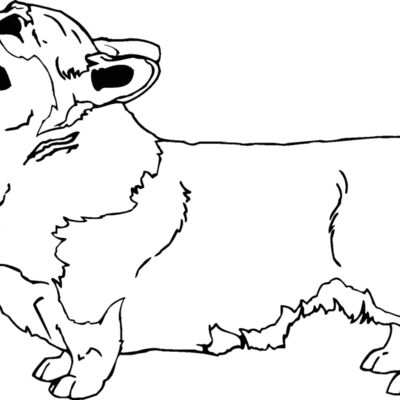 pembroke welsh corgi Thumbnail