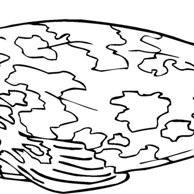 spotted seal Thumbnail