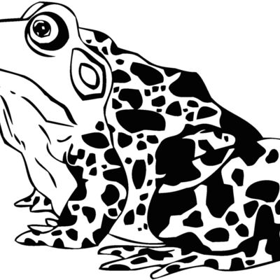 frog Thumbnail