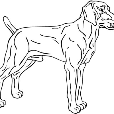 weimaraner Thumbnail