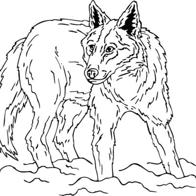 coyote8 Thumbnail