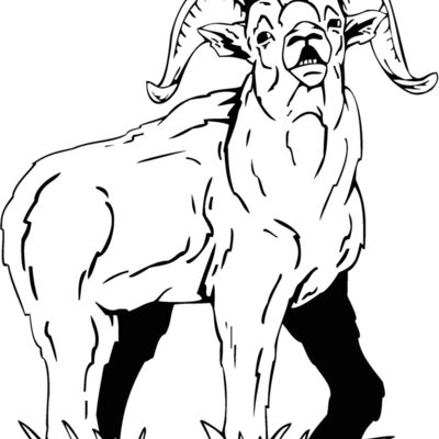 mountaingoat4 Thumbnail