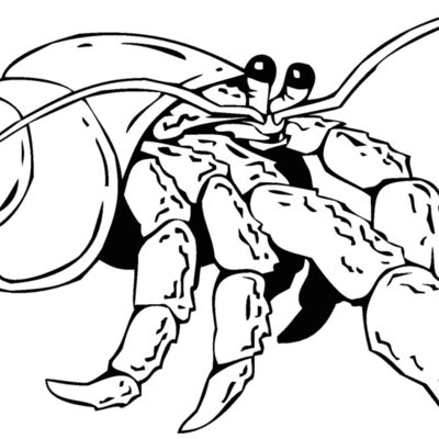 hermit crab 2 Thumbnail