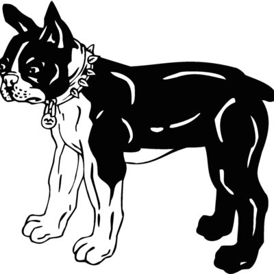 boston terrier Thumbnail
