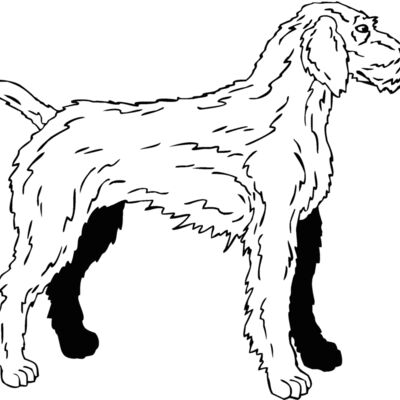 german weimaraner Thumbnail