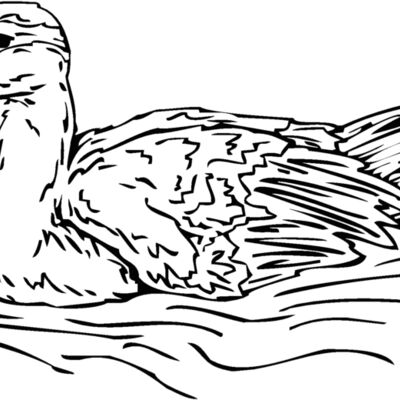duck3 Thumbnail