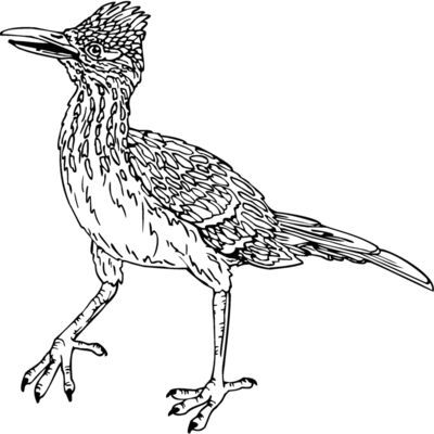 roadrunner Thumbnail