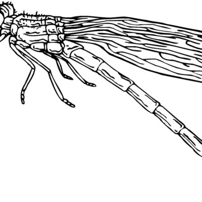 dragonfly2 Thumbnail