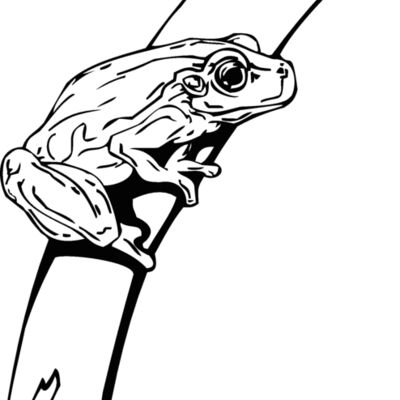 tree frog Thumbnail