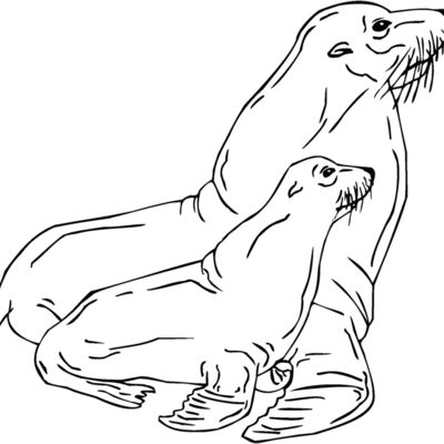 seals Thumbnail