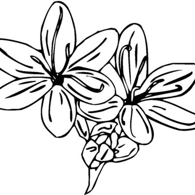 schizanthus Thumbnail