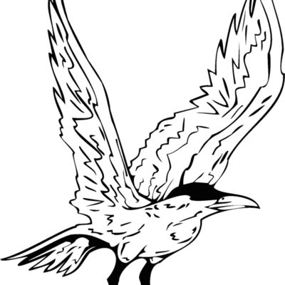 bird4 Thumbnail