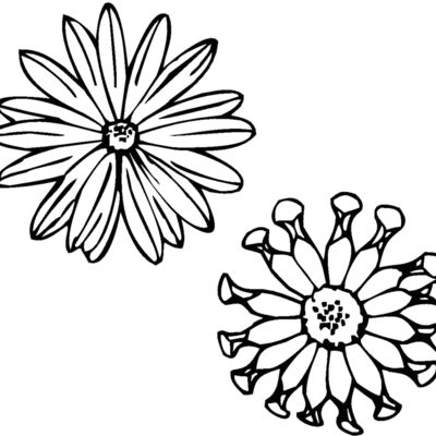 osteospermum Thumbnail