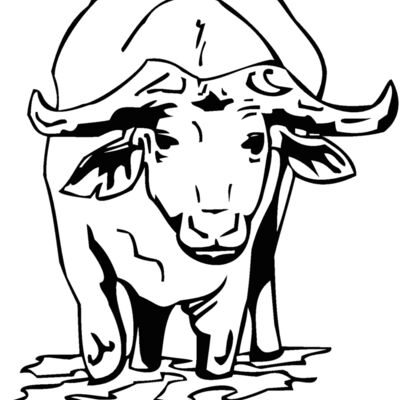 water buffalo Thumbnail