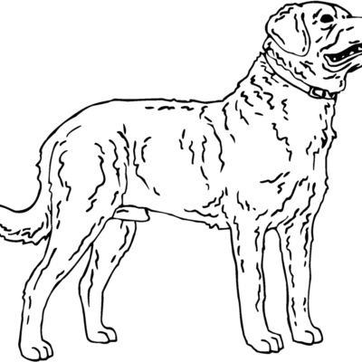 chesapeake bay retriever Thumbnail