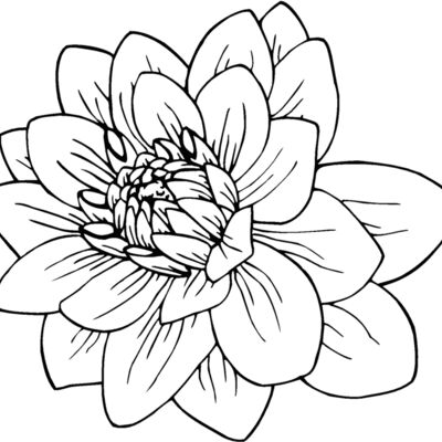 black dahlia Thumbnail