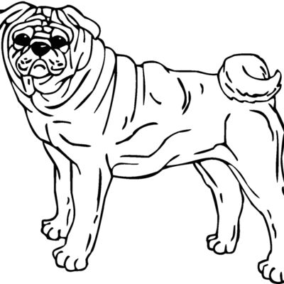pug Thumbnail