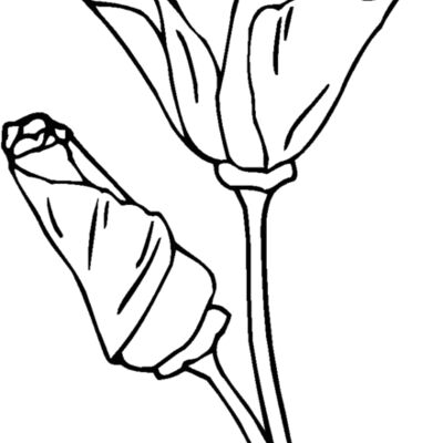 california poppy Thumbnail