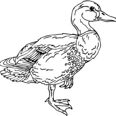 mallard duck Thumbnail