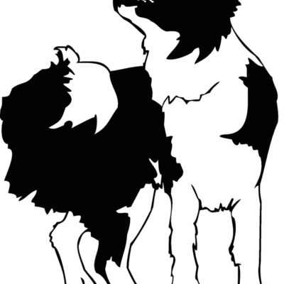 border collie Thumbnail