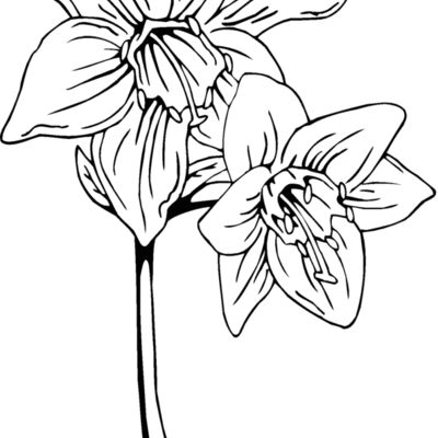 amazon lily Thumbnail